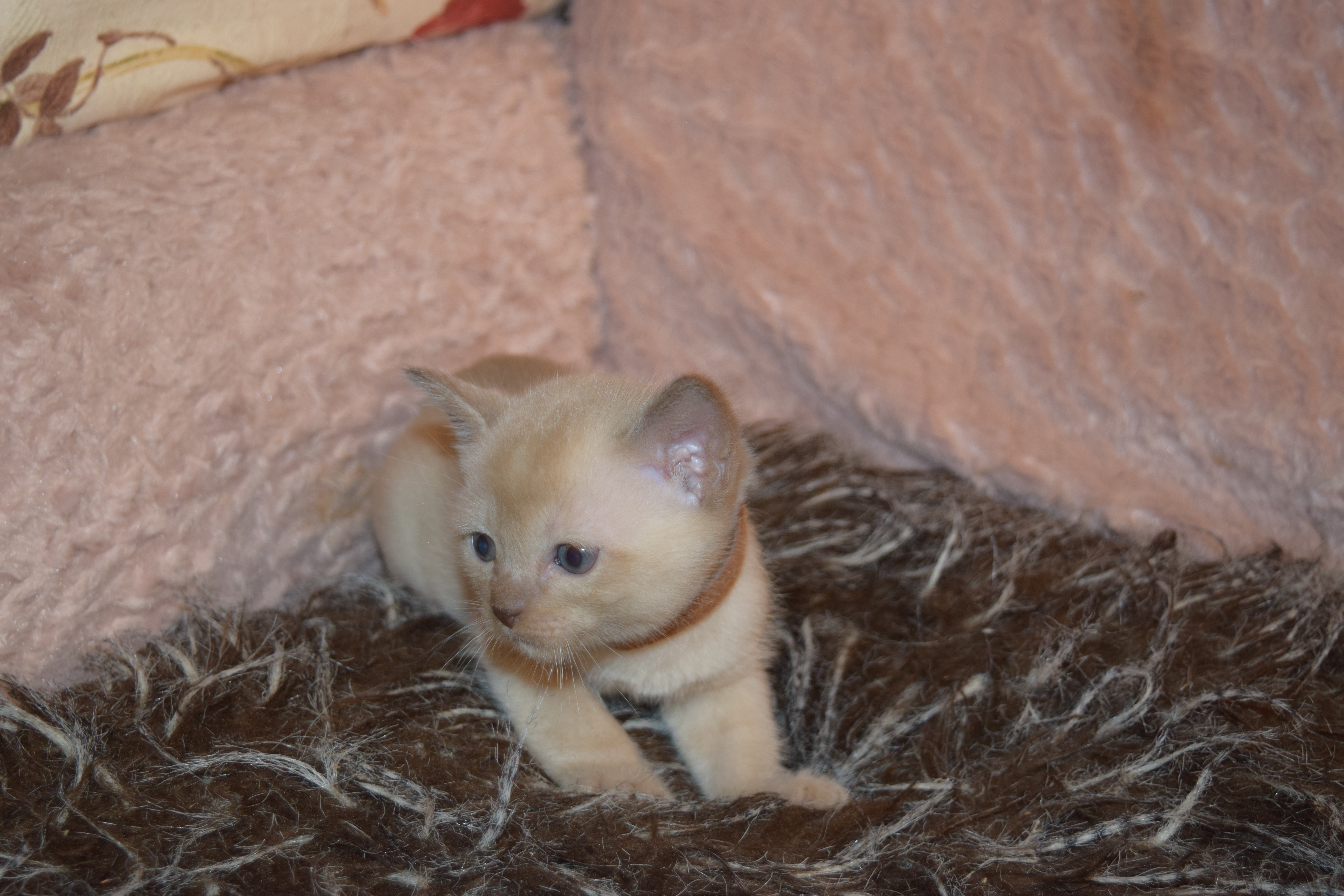 Bonnie's Kittens