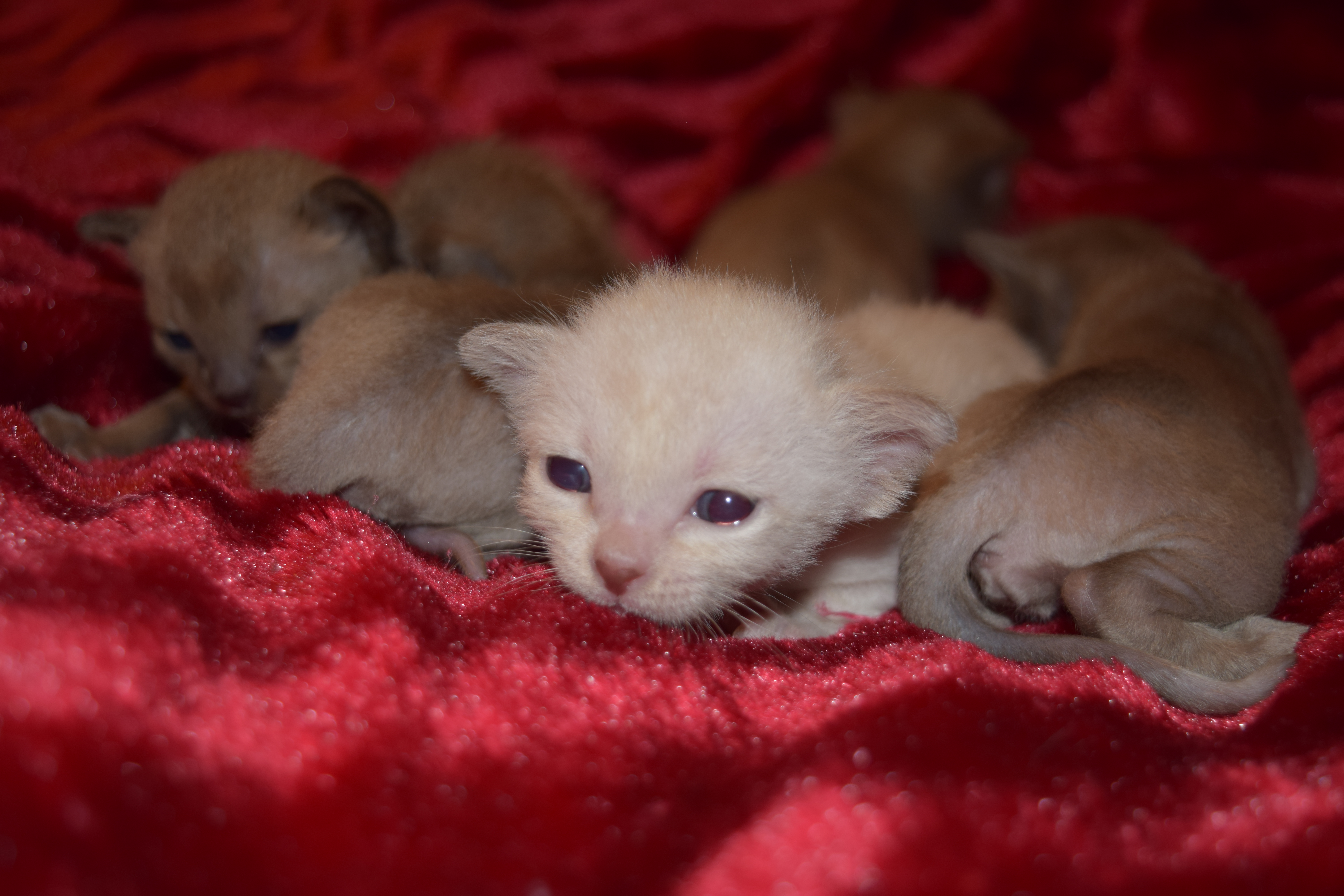 Tink's Kittens