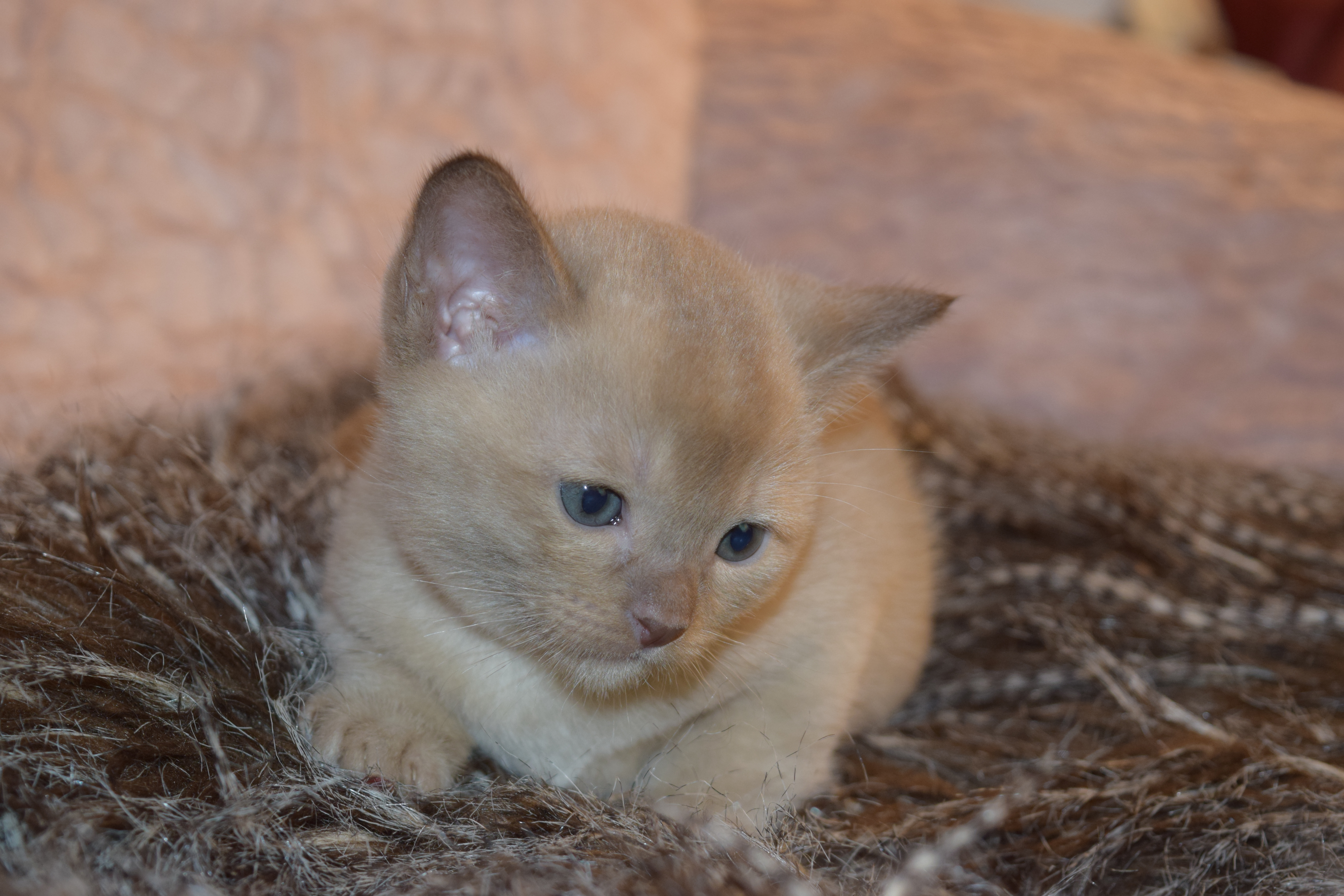 Bonnie's Kitten