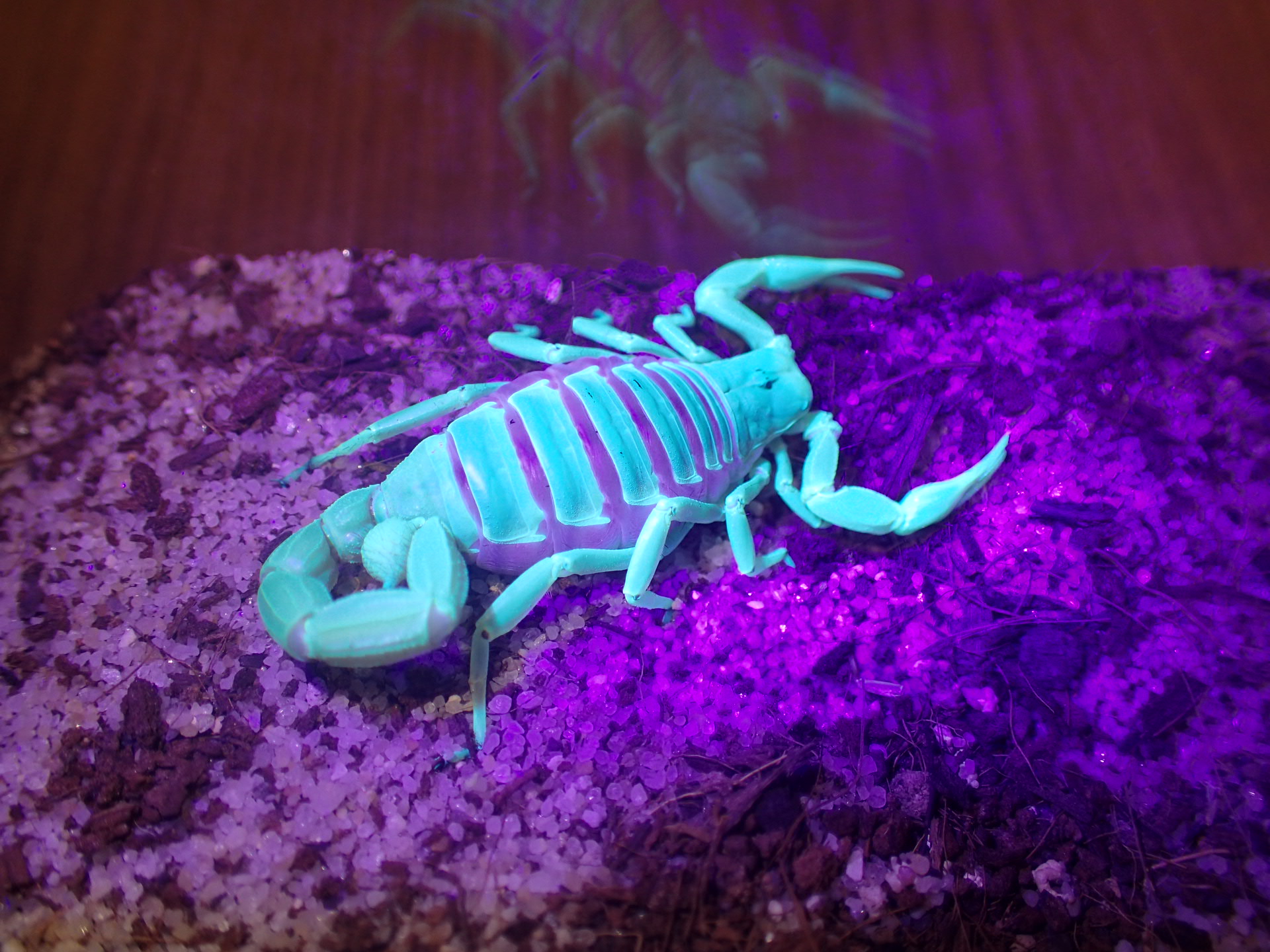 Scorpions