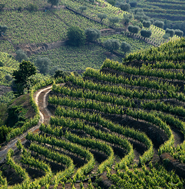 Cister-Vineyard-Route.png