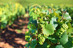 Vines