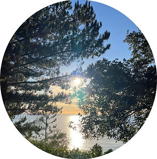 Morning sunlight filters through the trees over the sea