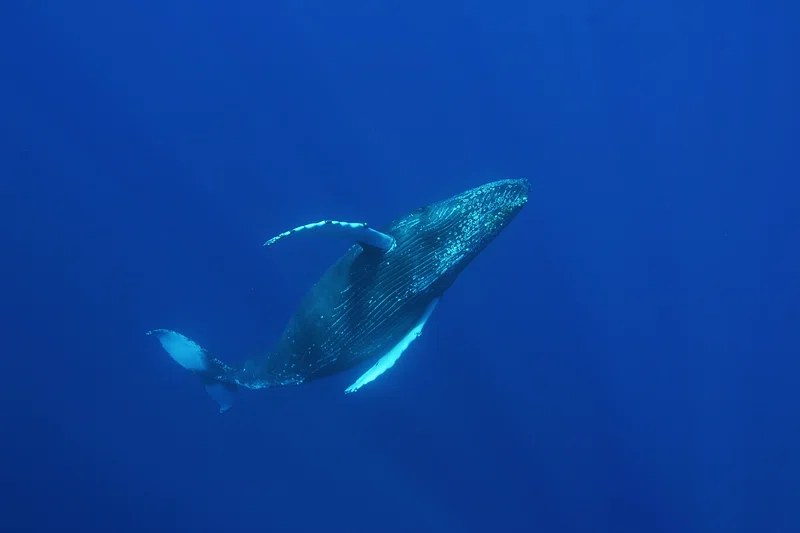 Hilo Whale Watching