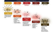 Schema effondrement_edited.jpg