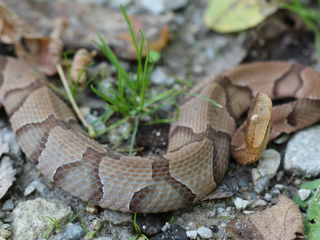 eastern copperhead found in southern Indiana with the Hoosier Herp Society