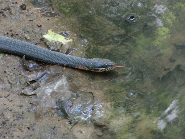 Copperbelly Water Snake (Nerodia erythrogaster neglecta), a snake found in Indiana