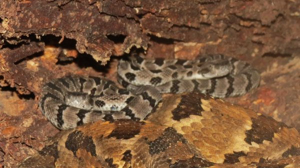 Timber rattlesnakes in den in Brown County, Indiana.