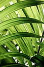 green-tropical-leaves-closeup.jpg