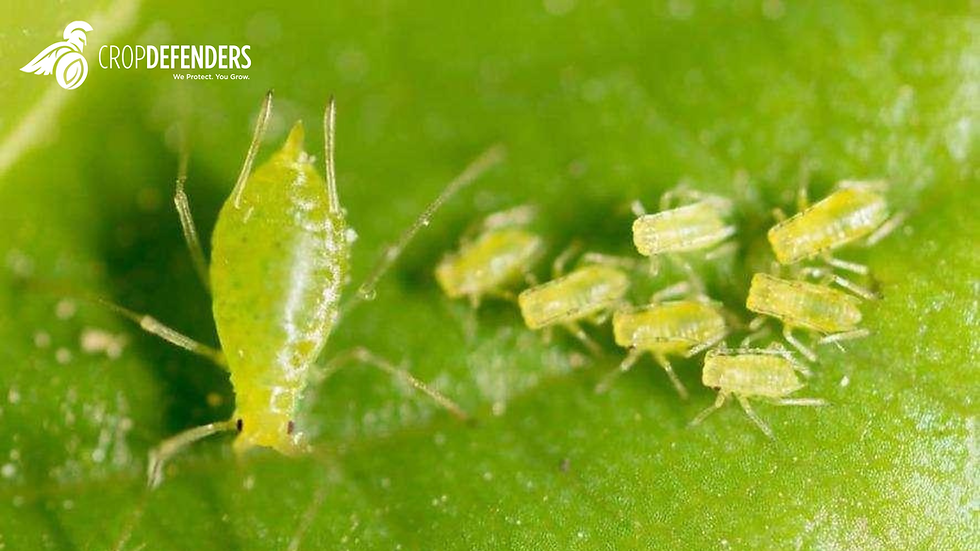 Scouting That Doesn't Change Anything Is Just Observation