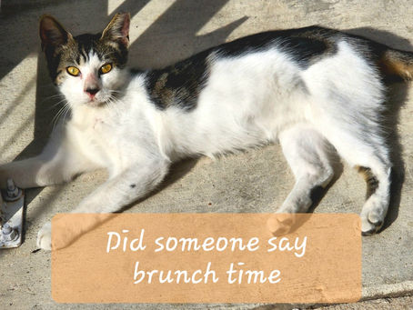 We are back in the swing of brunching!! See y'all tomorrow 9a.m.!!