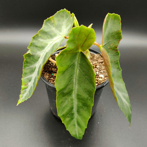 Begonia Grey Feather Theothersidenursery