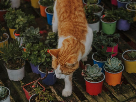 Plants 101: How to pick the right plant for you!