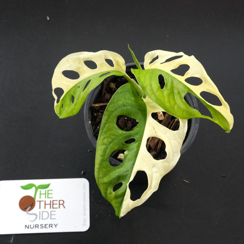 Monstera adansonii variegata [4