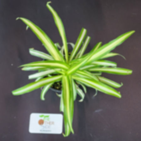 Chlorophytum comosum 'Vittatum' (Spider Plant) [4"]