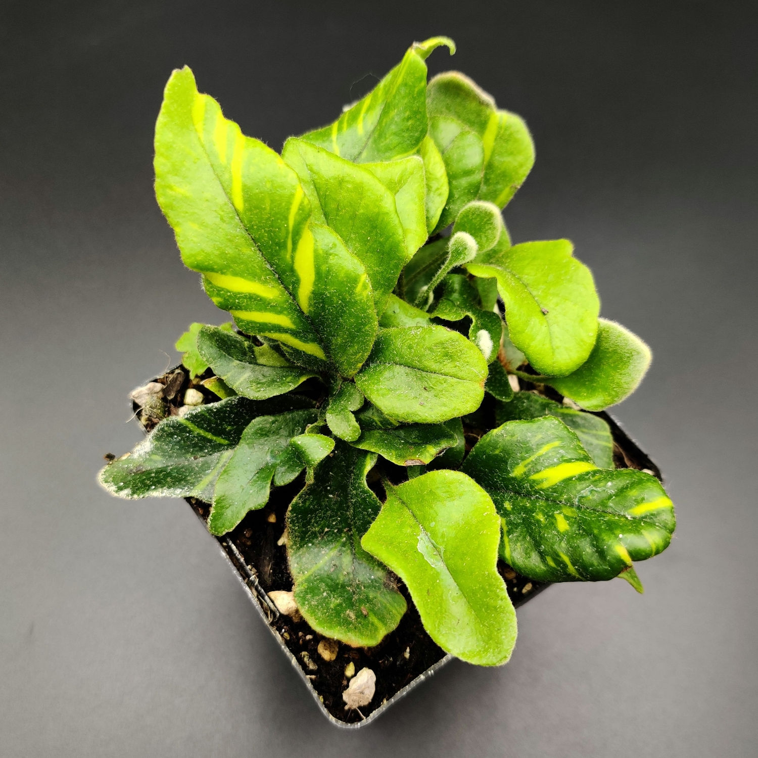 Pyrrosia lingua 'Variegata' [4"]