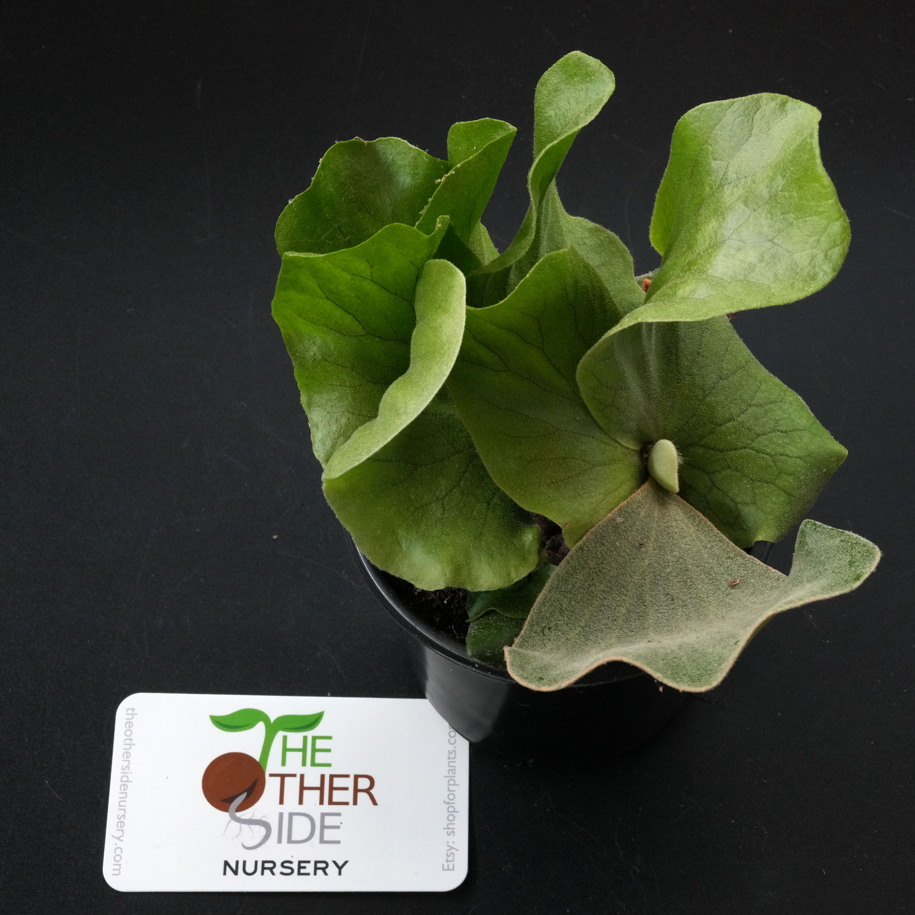 Platycerium elephantotis [4"]