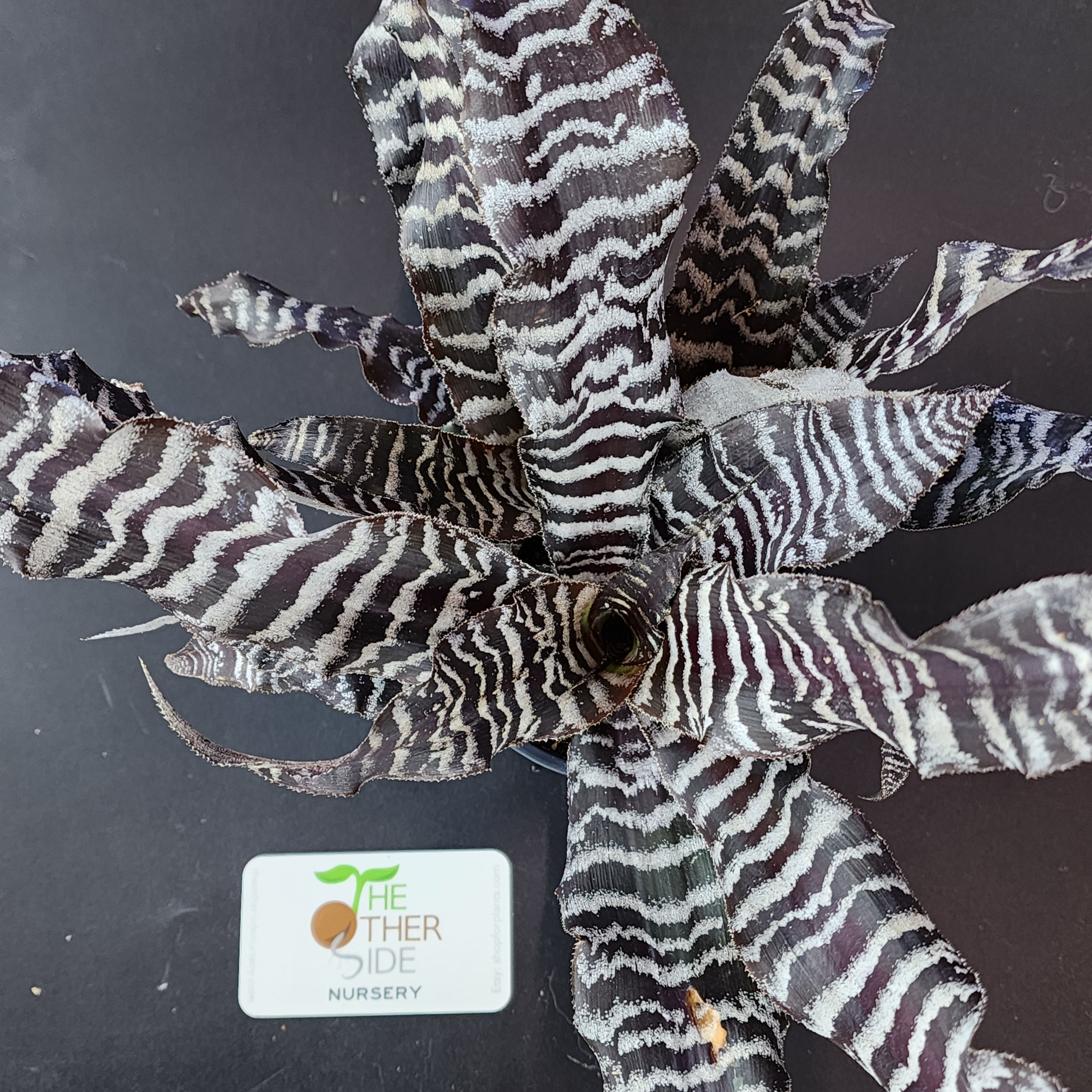 Cryptanthus zonatus 'Zebrinus' [4"]