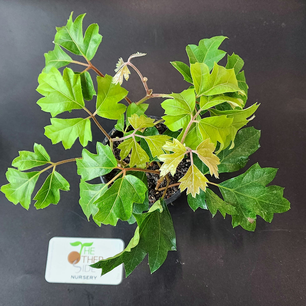 cissus-rhombifolia-ellen-danica-4-theothersidenursery