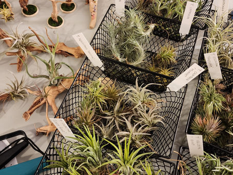 Tillandsia (Airplants)- The rundown!