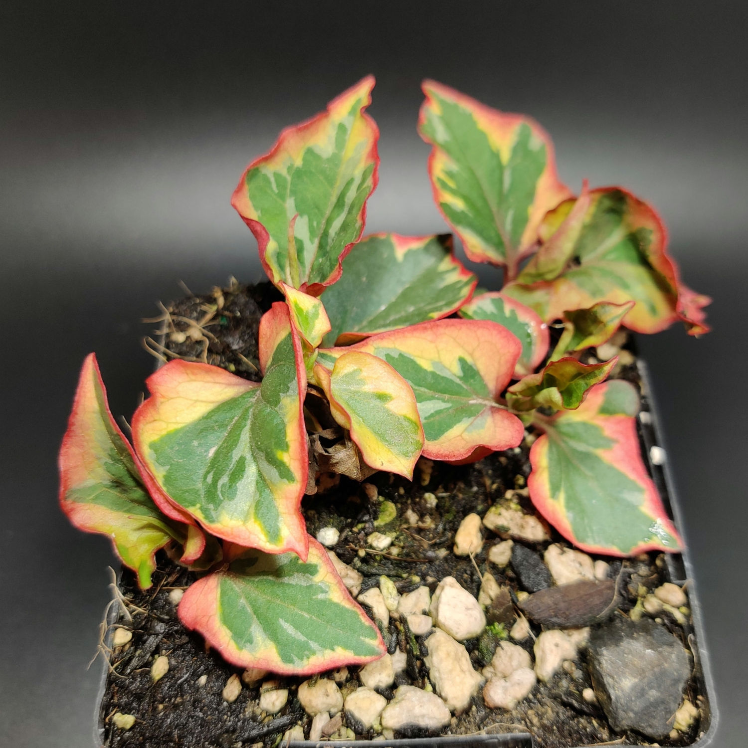 Houttuynia cordata 'Chameleon' [4"]