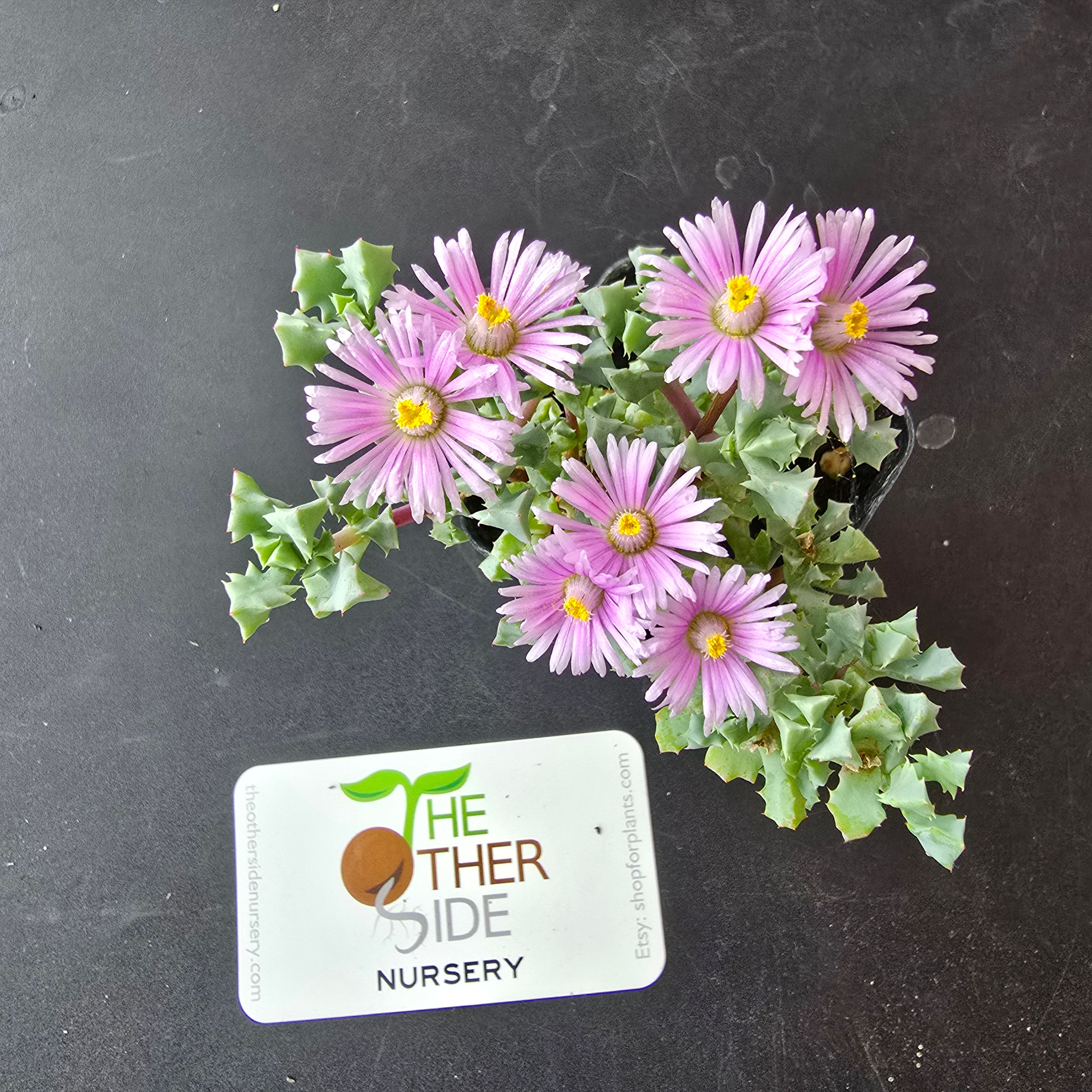 Oscularia deltoides [2.5"]