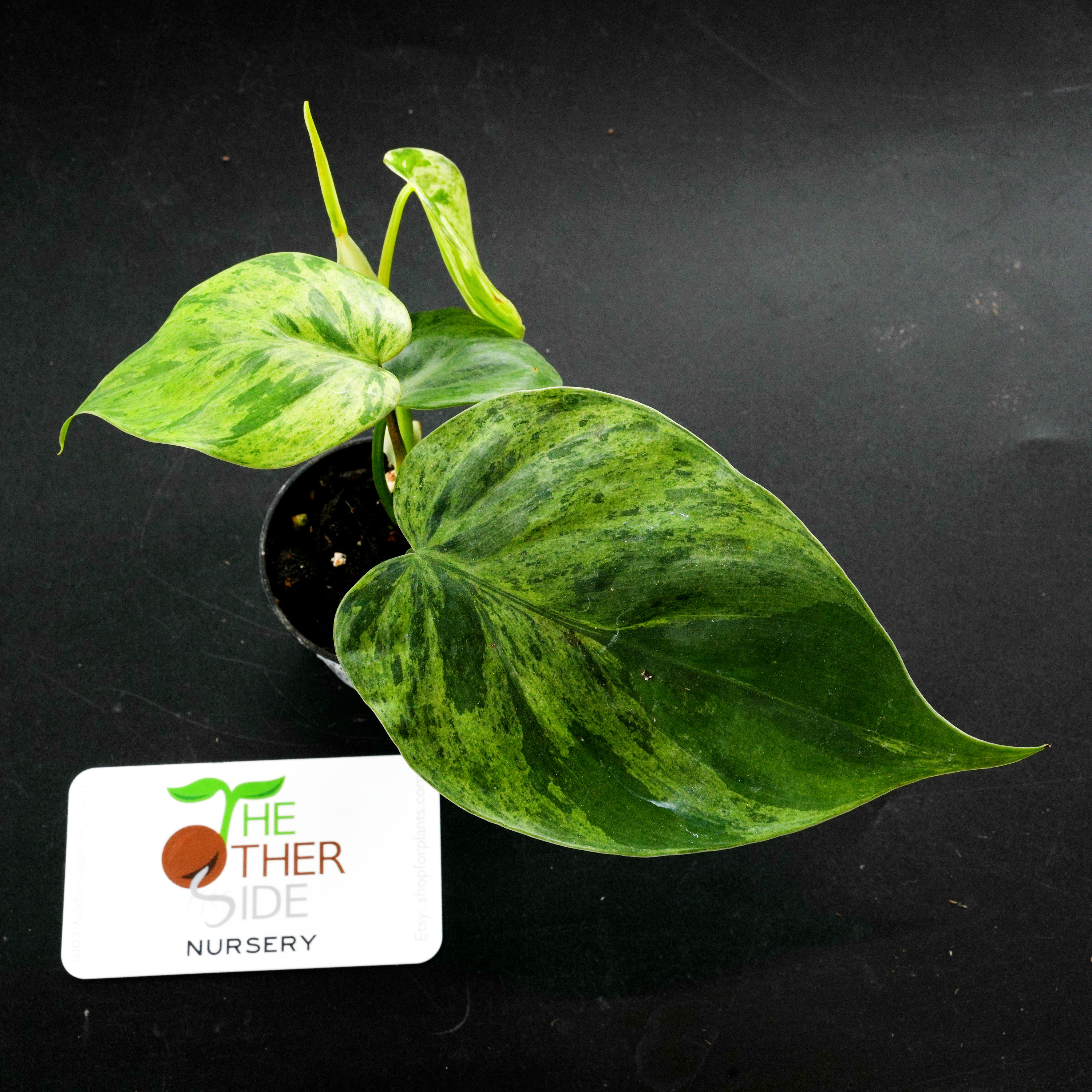 Philodendron hederaceum variegatum [2.5"]