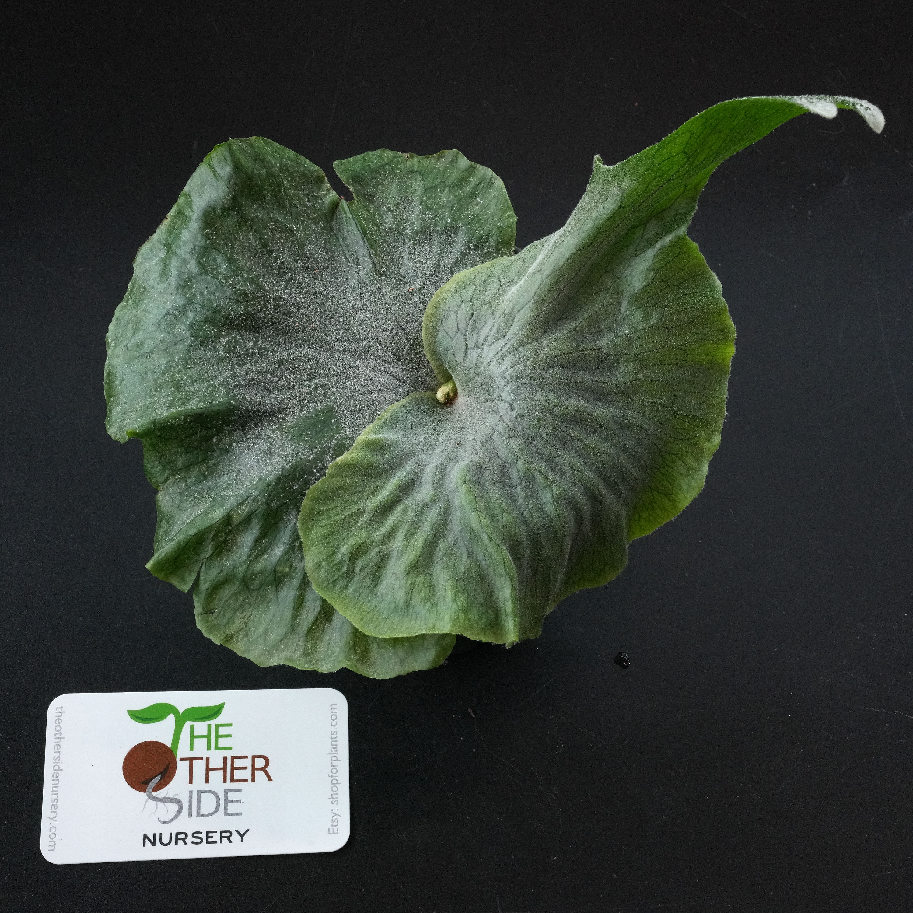 Platycerium superbum (Moosehorn Fern( [4"']