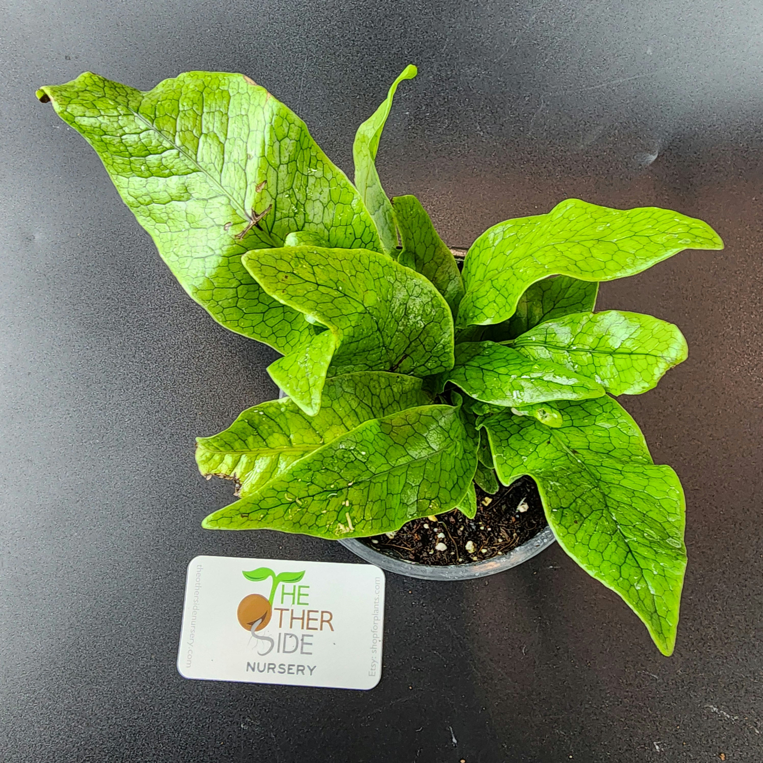 Microsorum musifolium 'Crocodyllus' (Crocodile Fern) [4"]