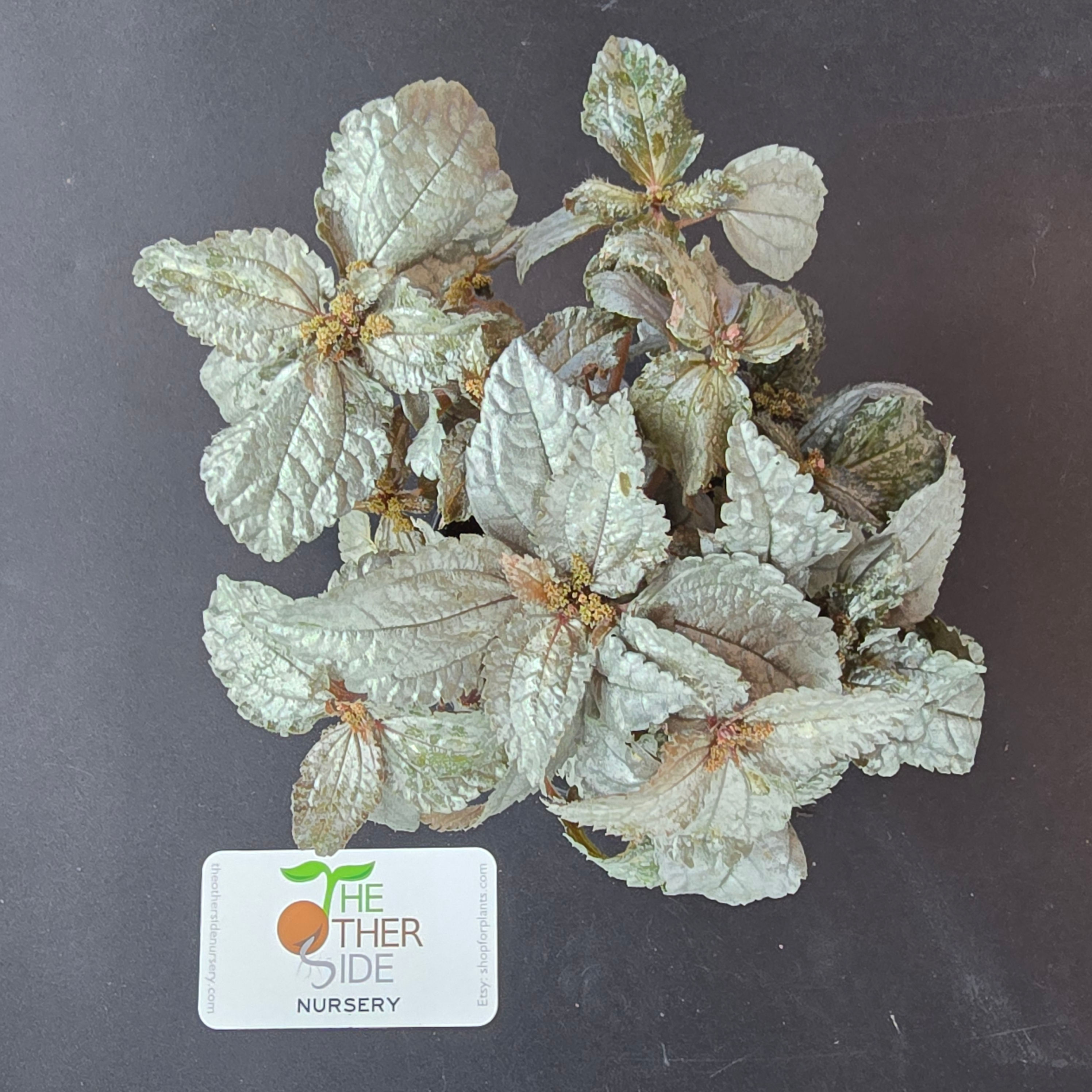 Pilea spruceana 'Ellen' [4"]