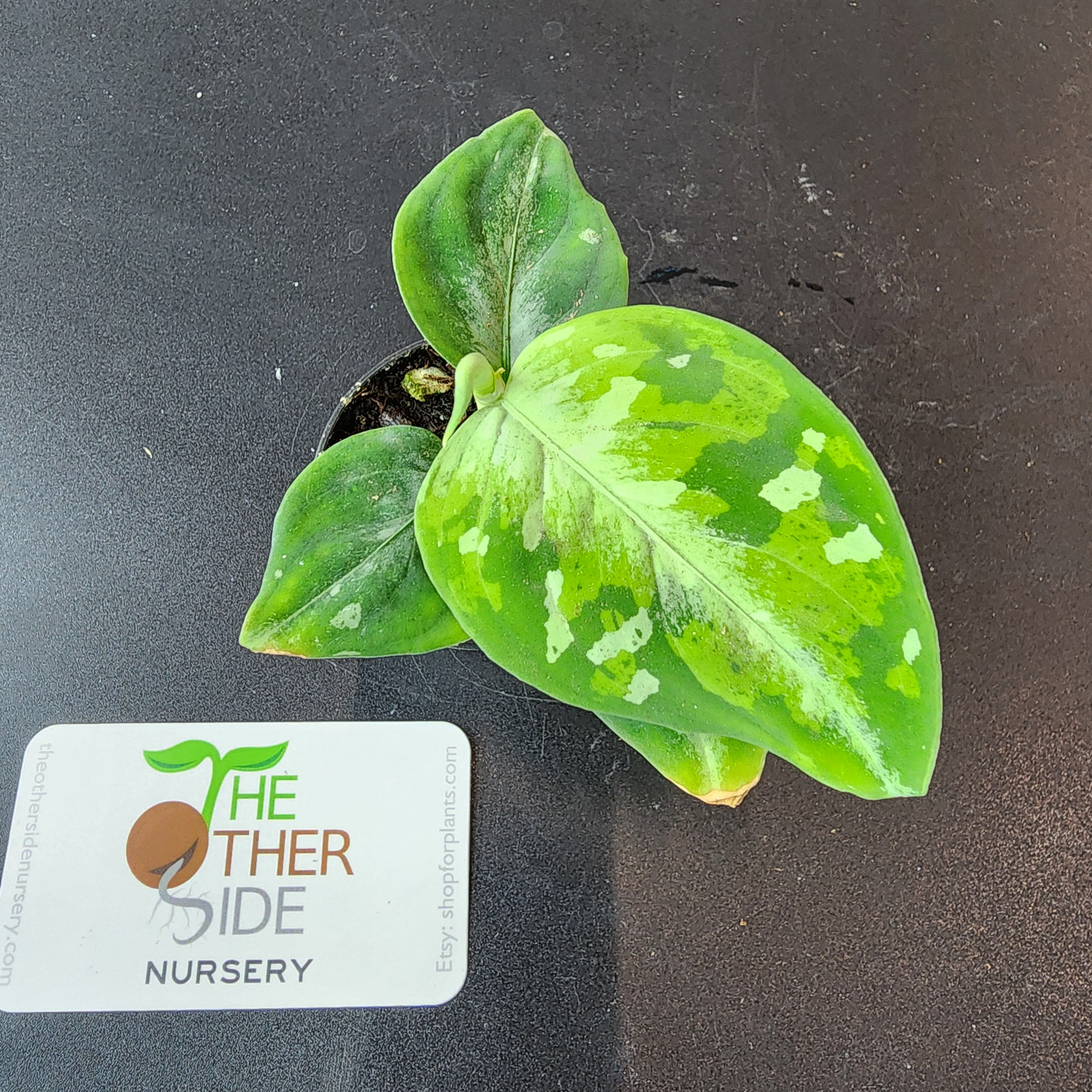 Aglaonema pictum 'Tricolor' [2.5"]