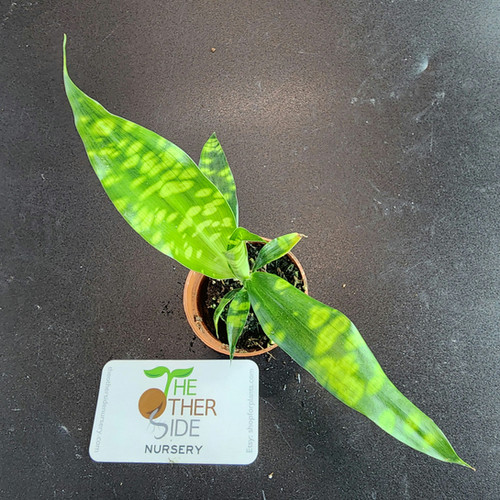 Dracaena cantleyi 'Malachite' [2.5"] | theothersidenursery
