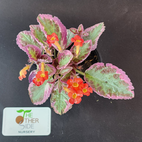 Episcia cupreata 'Cleopatra' [4