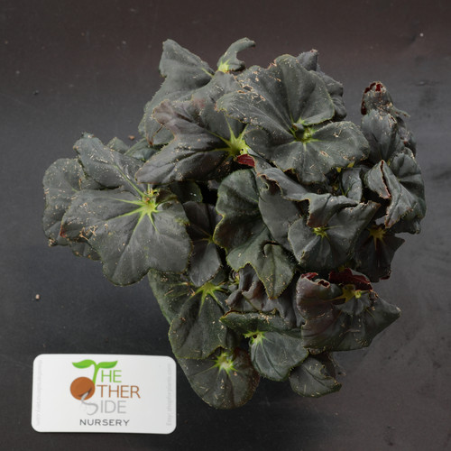 Begonia x 'Midnight' {Rhizomatous} [4