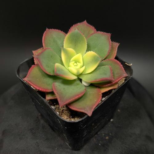 Aeonium haworthii 'Kiwi'
