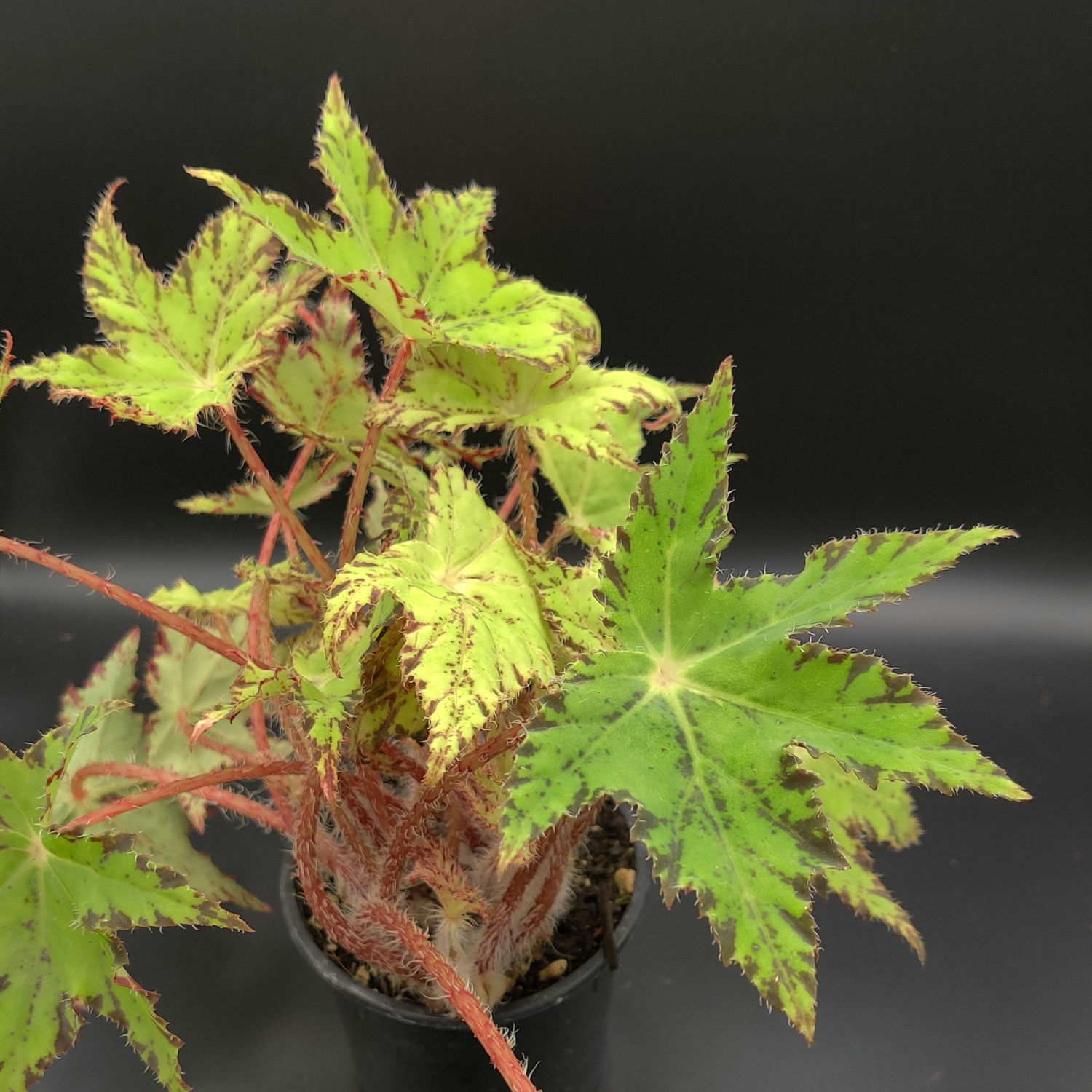 Begonia x 'Phoe's Cleo' {Rhizomatous} [4"]