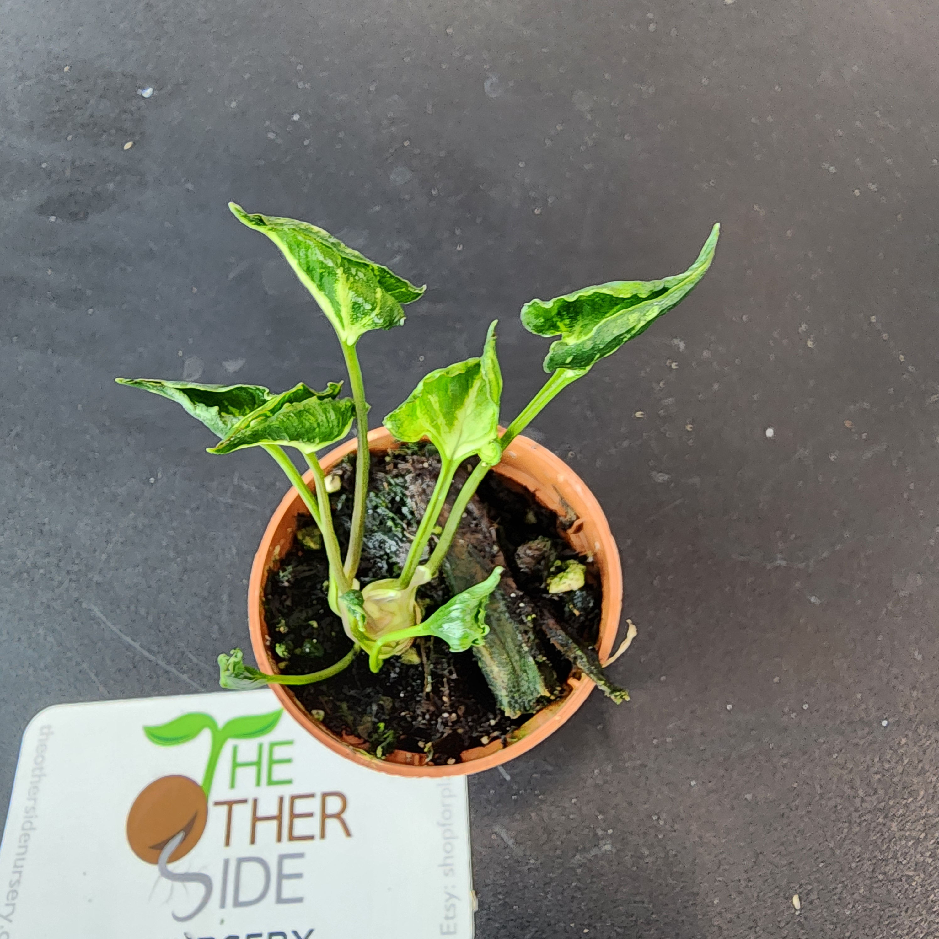 Syngonium podophyllum 'Godzilla' [2.5"]