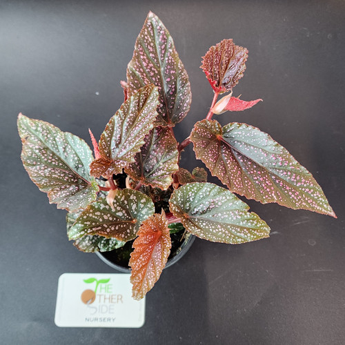 YO531Begonia Maculata Pink Variegated ベゴニア マクラータ ピンク斑入り