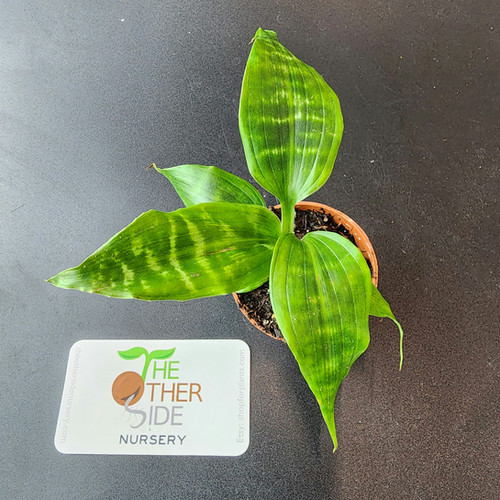 bonsai tree humidity tray Small Humidity Tray