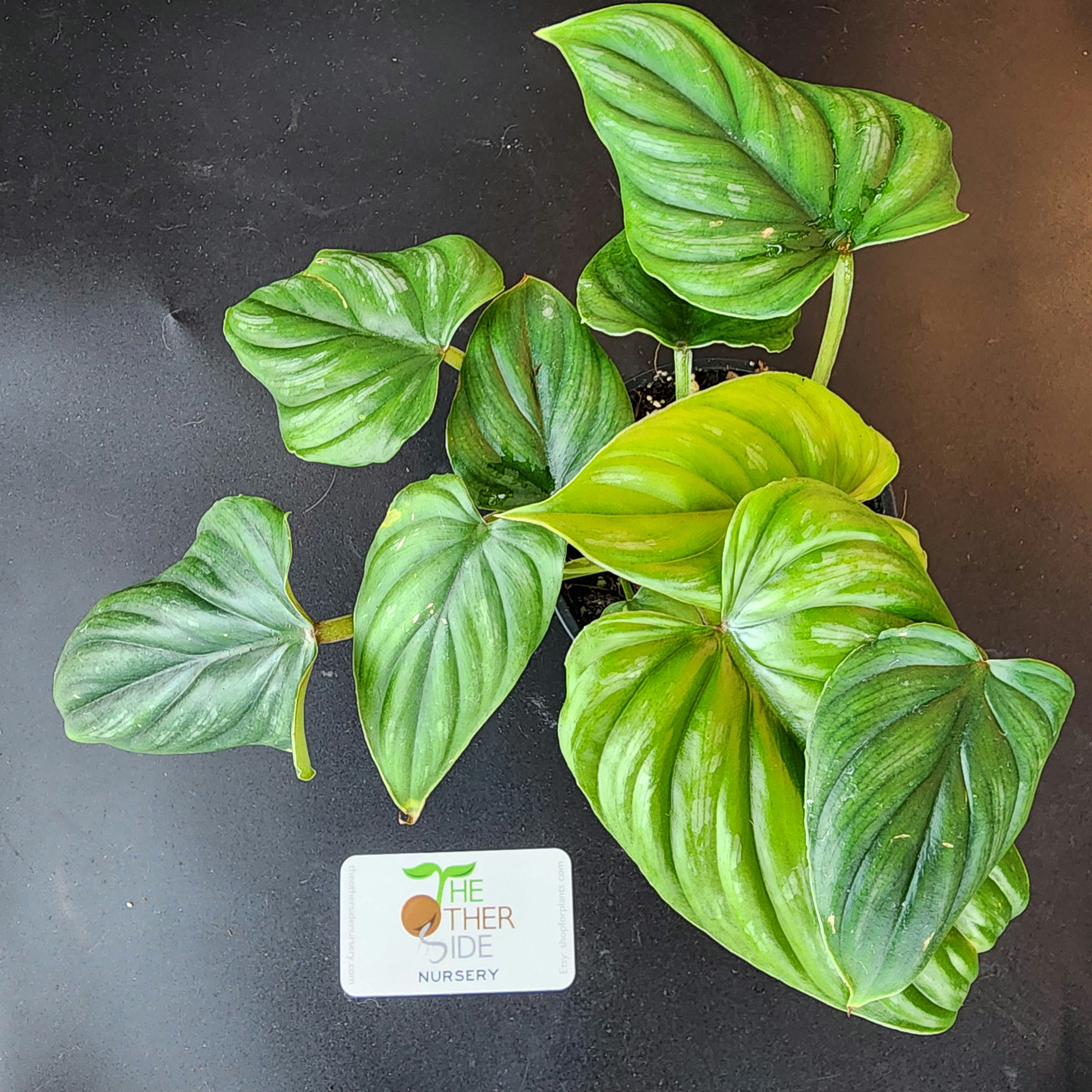 Philodendron plowmanii [4"]