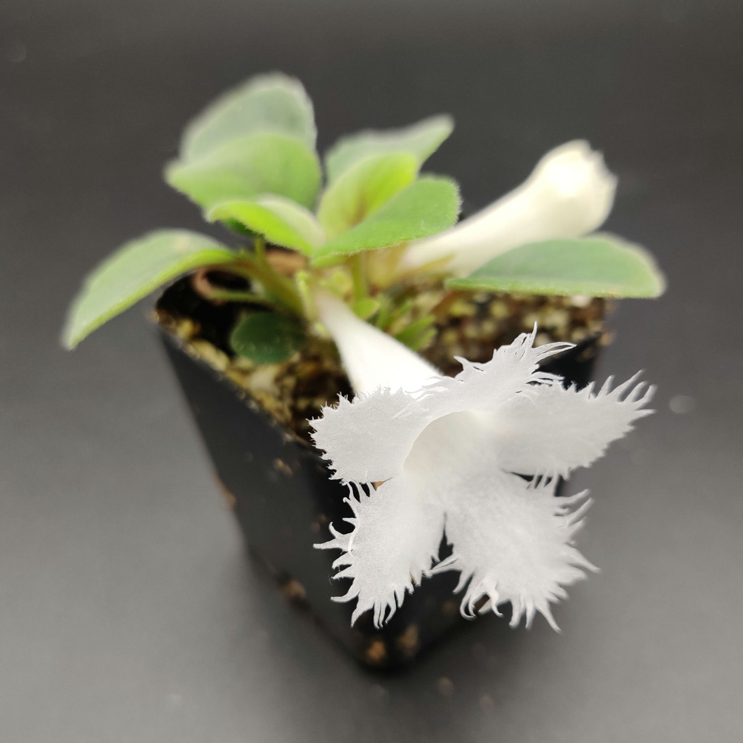 Alsobia dianthiflora [2.5"]