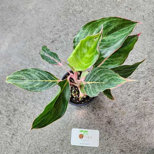 Aglaonema Jazzed Gems™ ‘Moonstone Miles’
