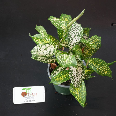 Dracaena surculosa 'Florida Beauty' [4"] | theothersidenursery
