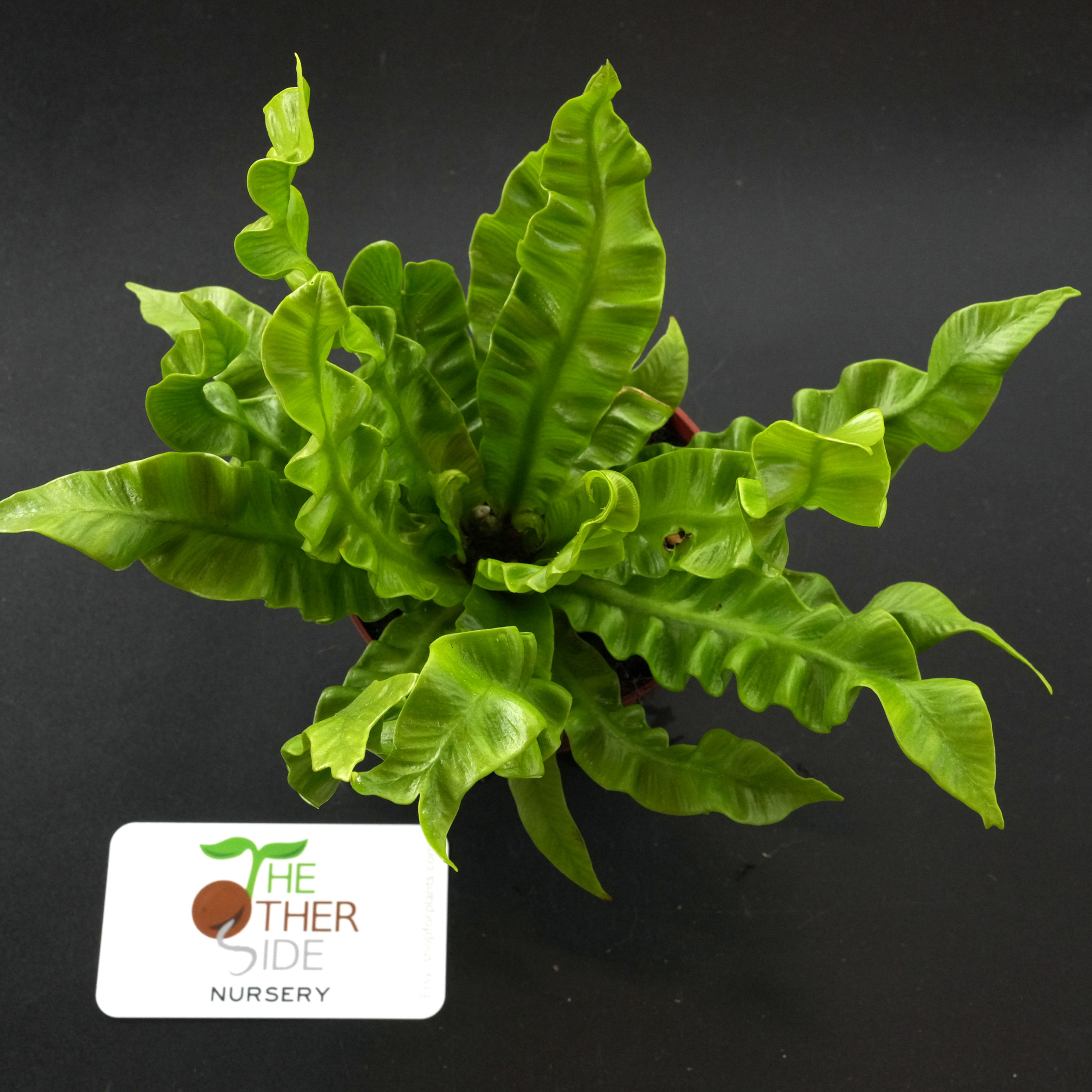 Asplenium nidus 'Crispy Wave' [4"]