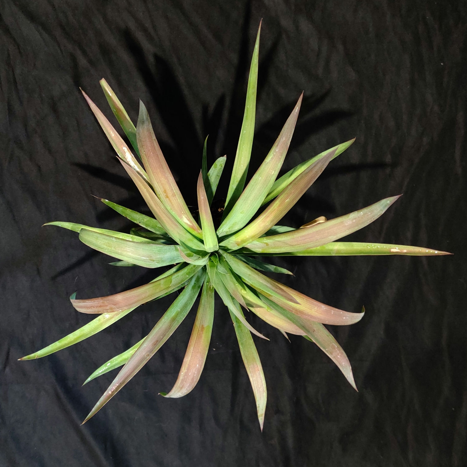 Yucca desmetiana 'Blue Boy' [4"]