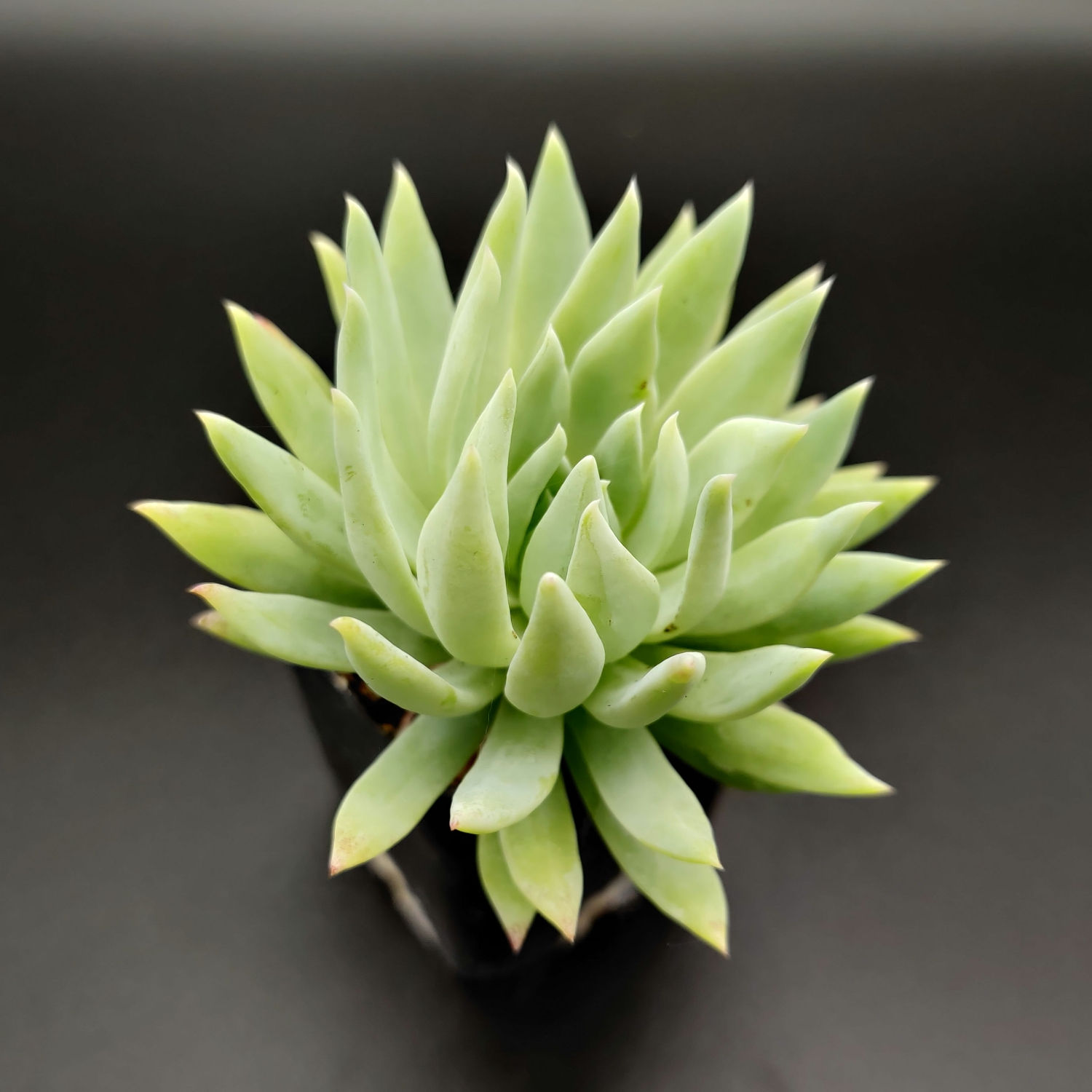 x Sedeveria 'Fanfare' [2.5"]