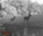 Velvet Bucks 2019