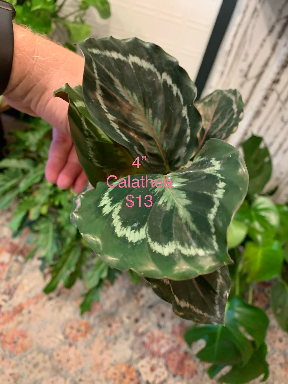 Calathea