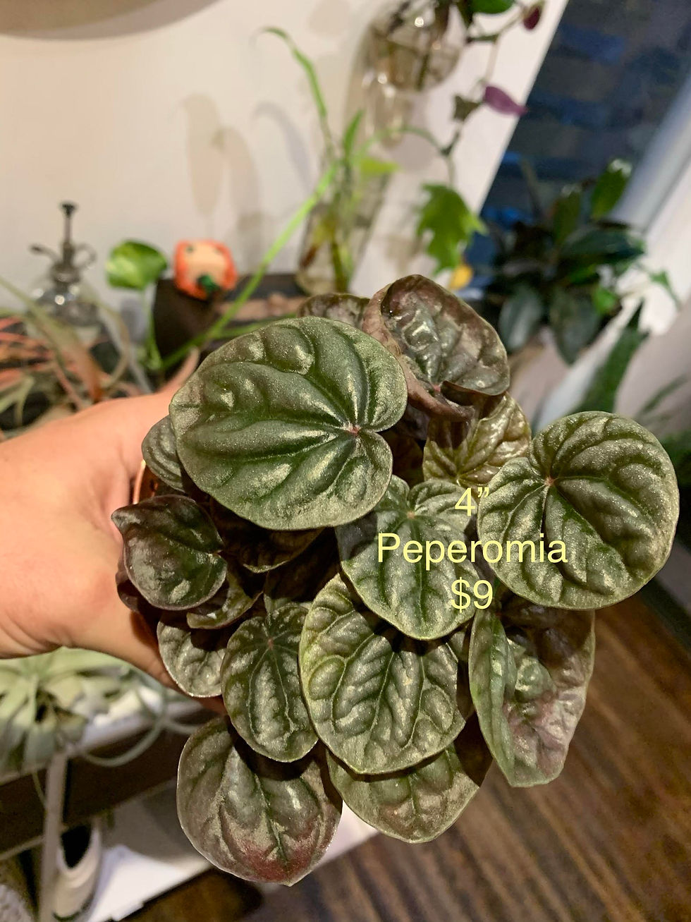 Peperomia