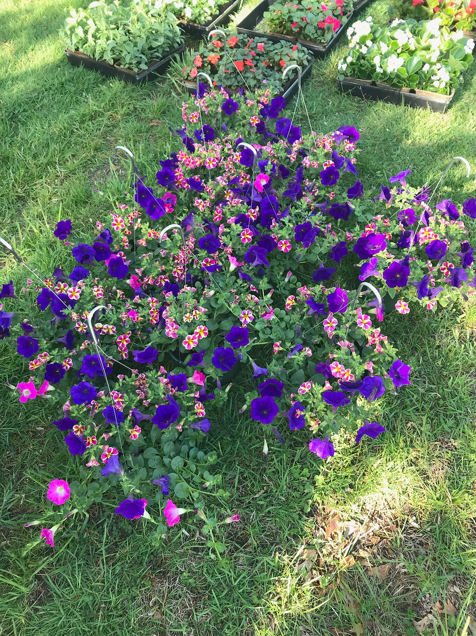 Plant Sale